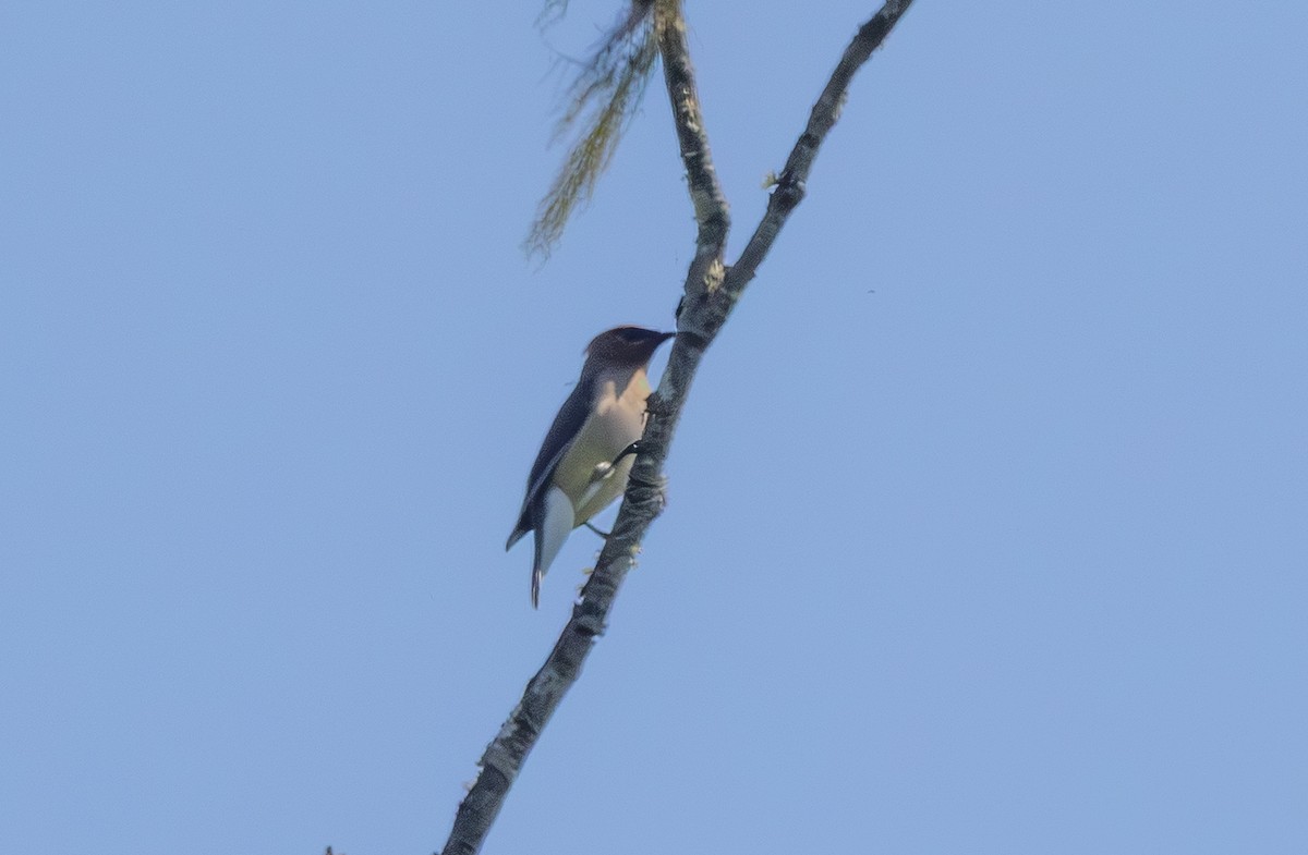 Cedar Waxwing - ML637943760