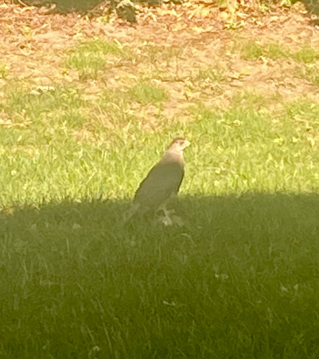 Sharp-shinned/Cooper's Hawk - ML637943768