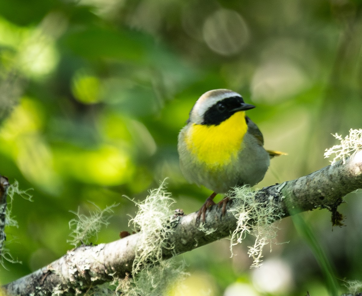 Common Yellowthroat - ML637943773