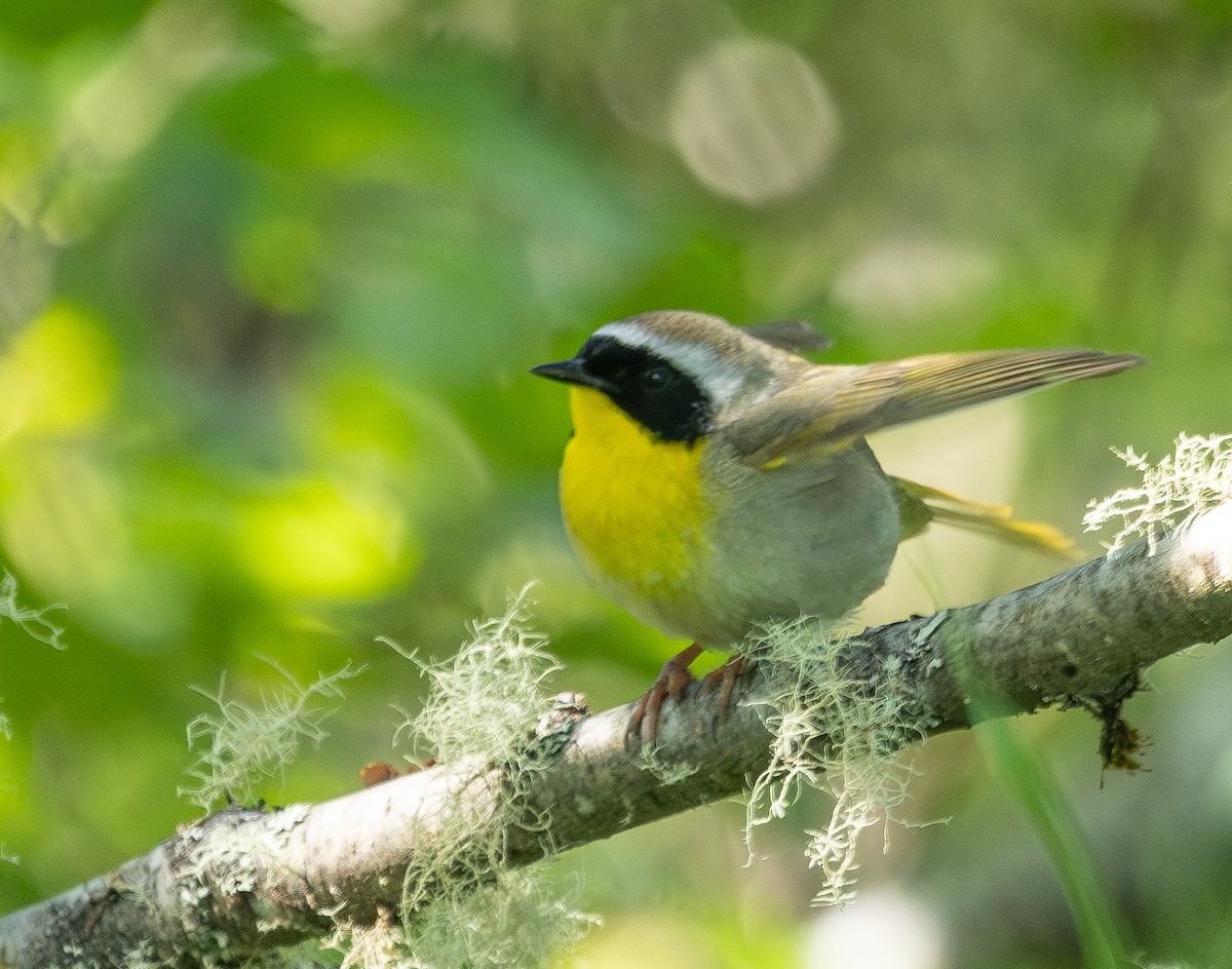 Common Yellowthroat - ML637943785