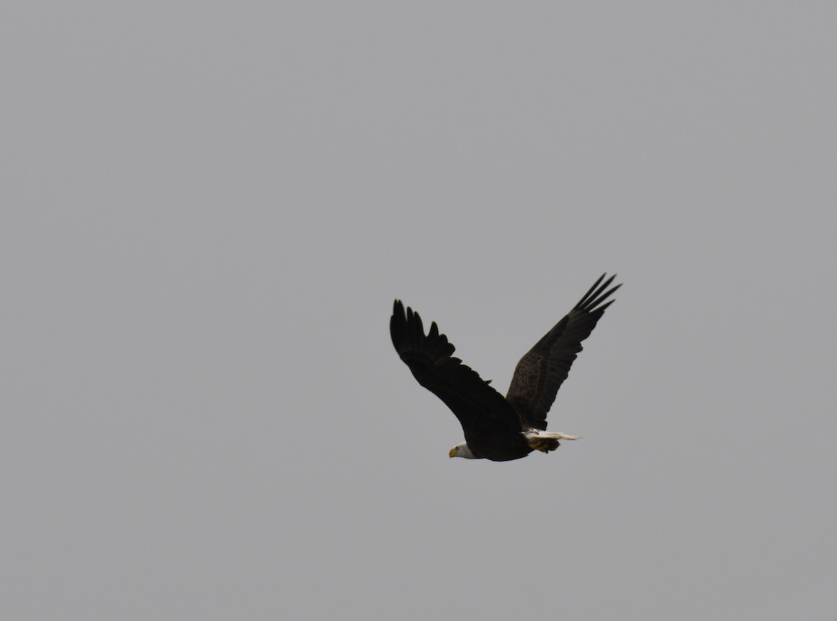 Bald Eagle - ML637943791