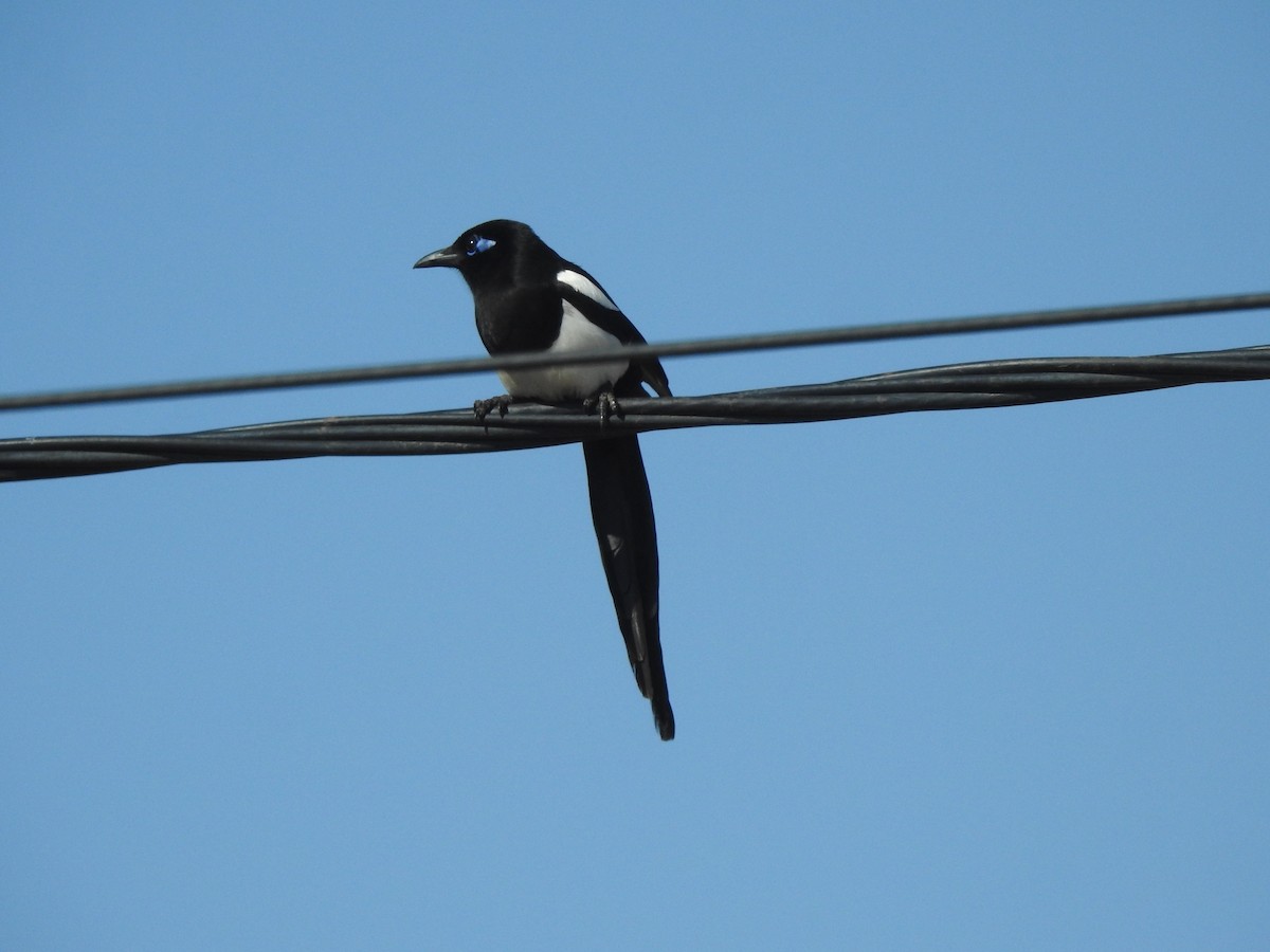 Maghreb Magpie - ML637943792