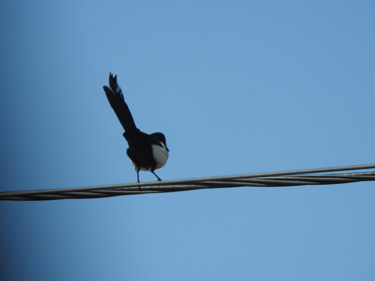 Maghreb Magpie - ML637943806