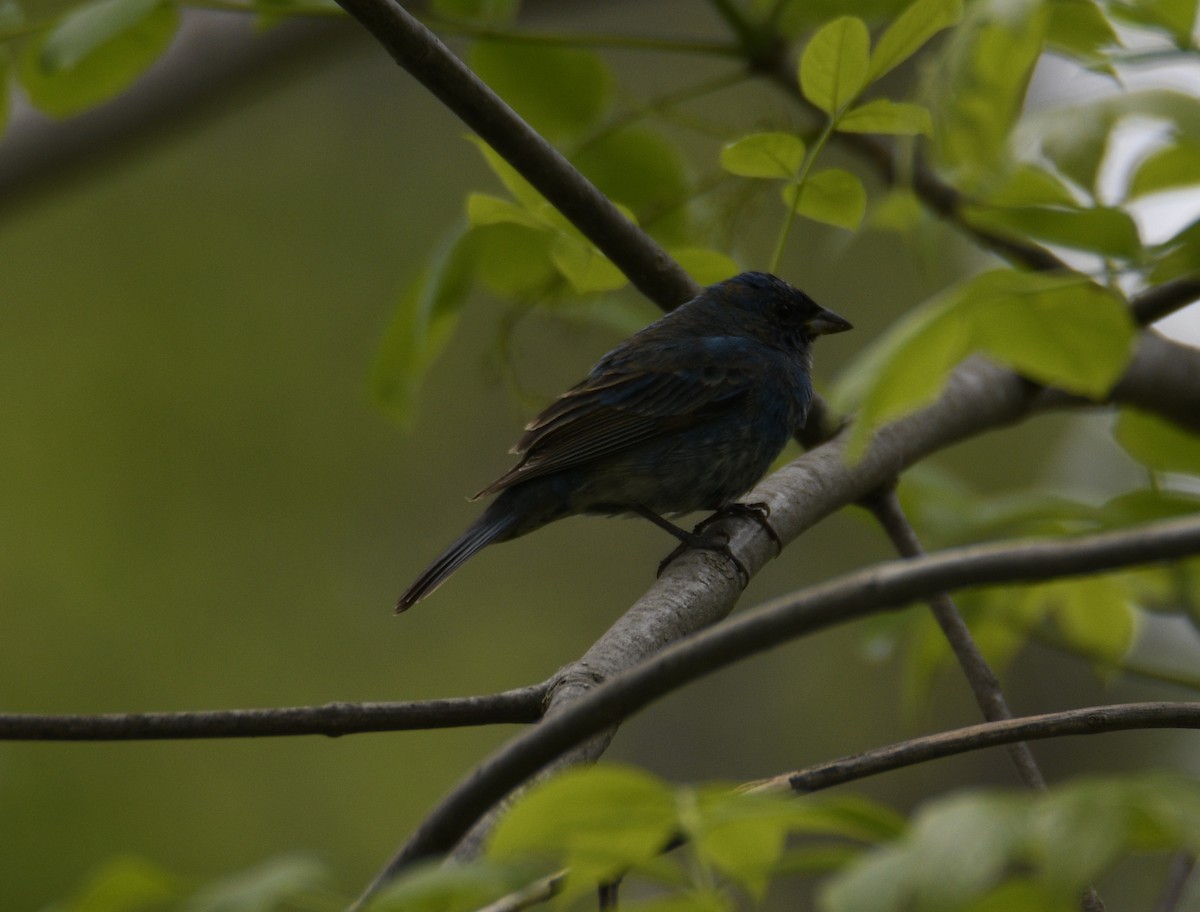 Indigo Bunting - ML637943901
