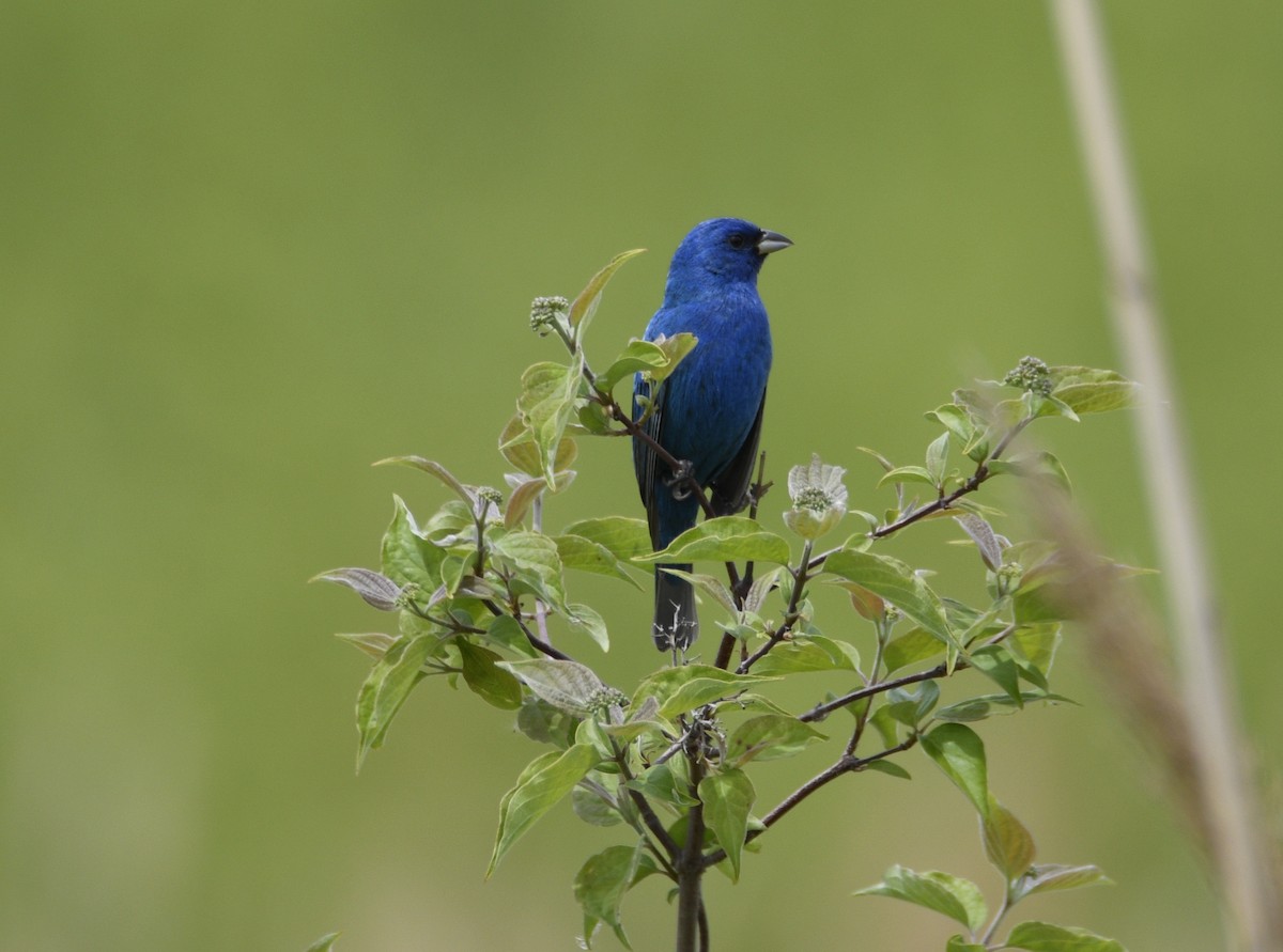 Indigo Bunting - ML637943902