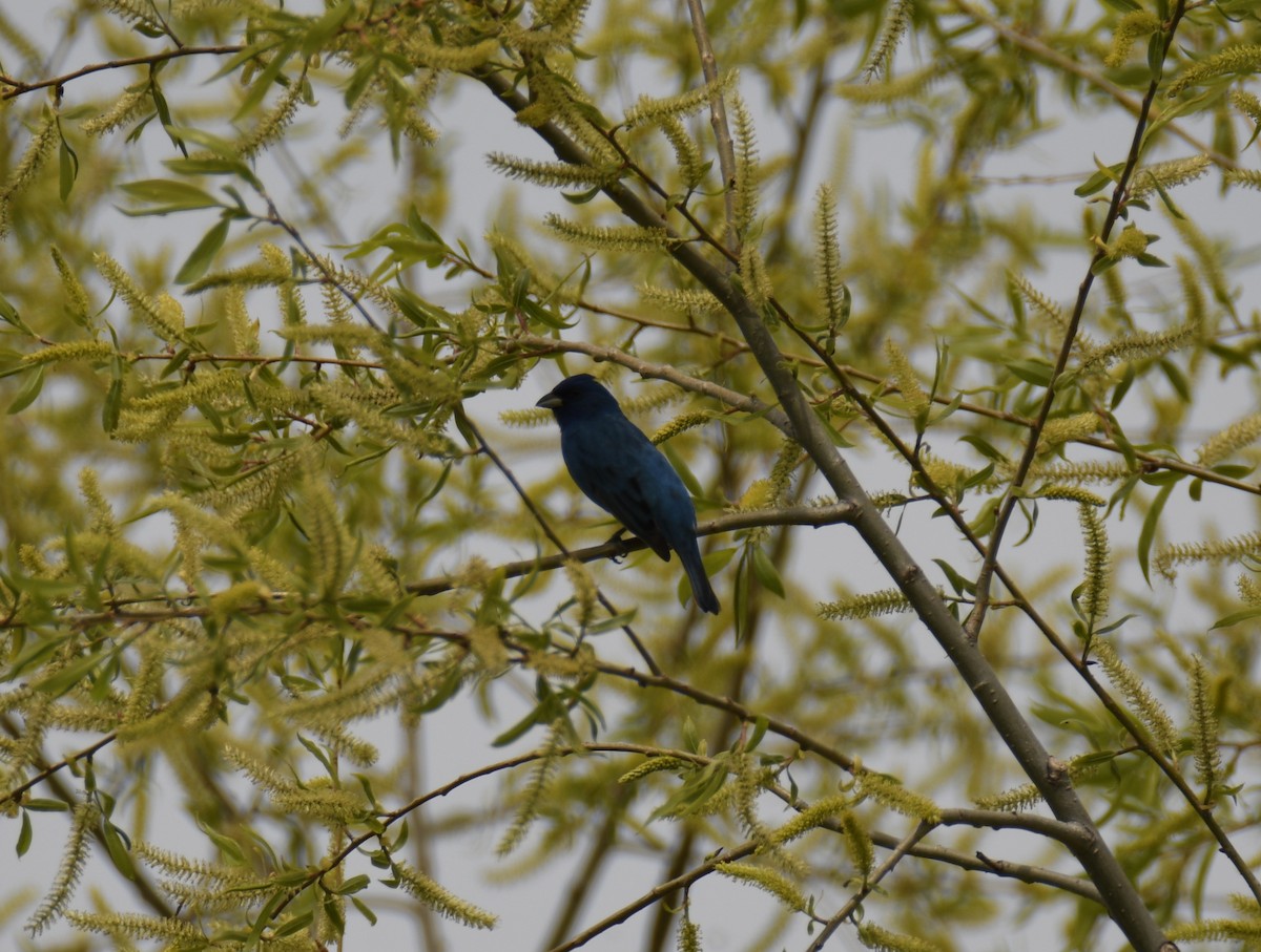 Indigo Bunting - ML637943904