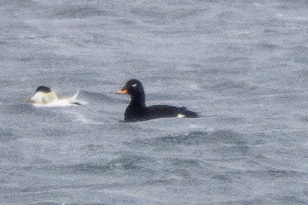 Velvet Scoter - ML637943905