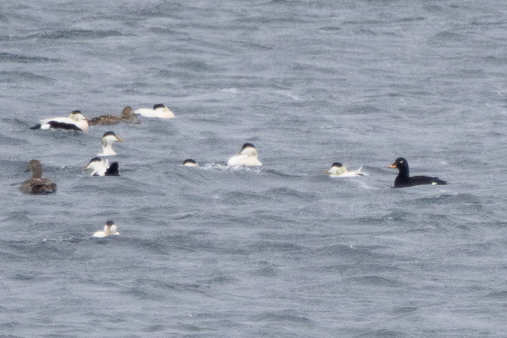 Velvet Scoter - ML637943908