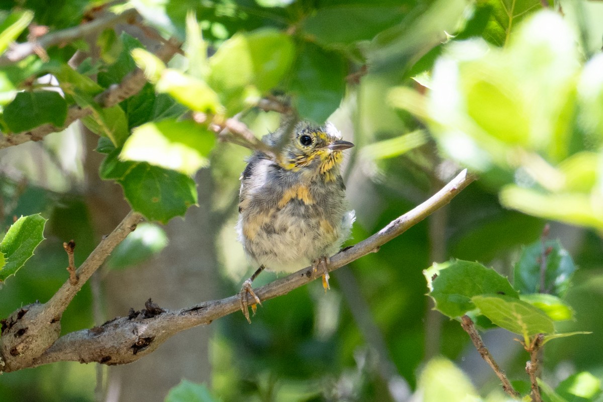Hermit Warbler - ML637943920
