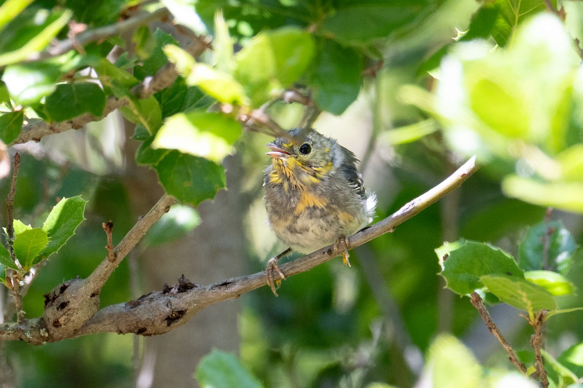 Hermit Warbler - ML637943921