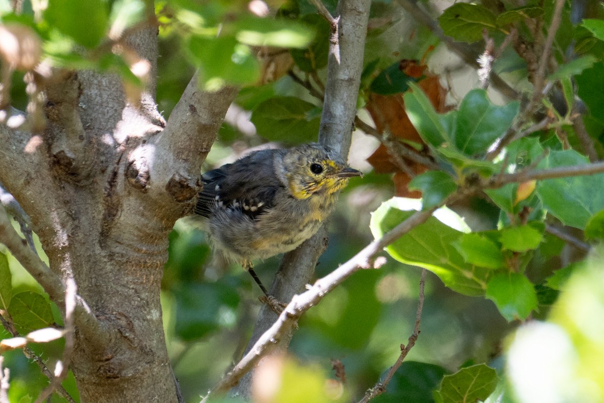 Hermit Warbler - ML637943922