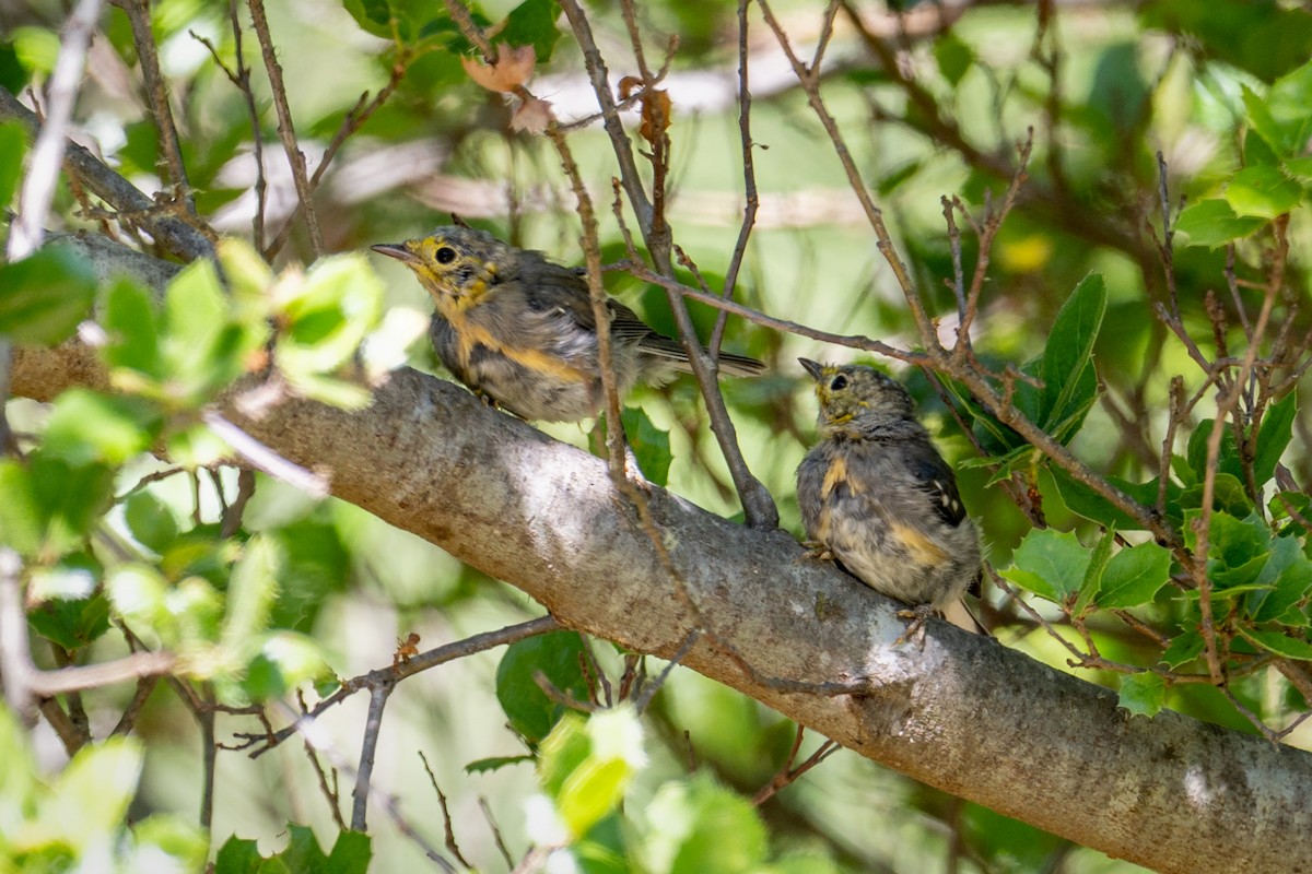 Hermit Warbler - ML637943923