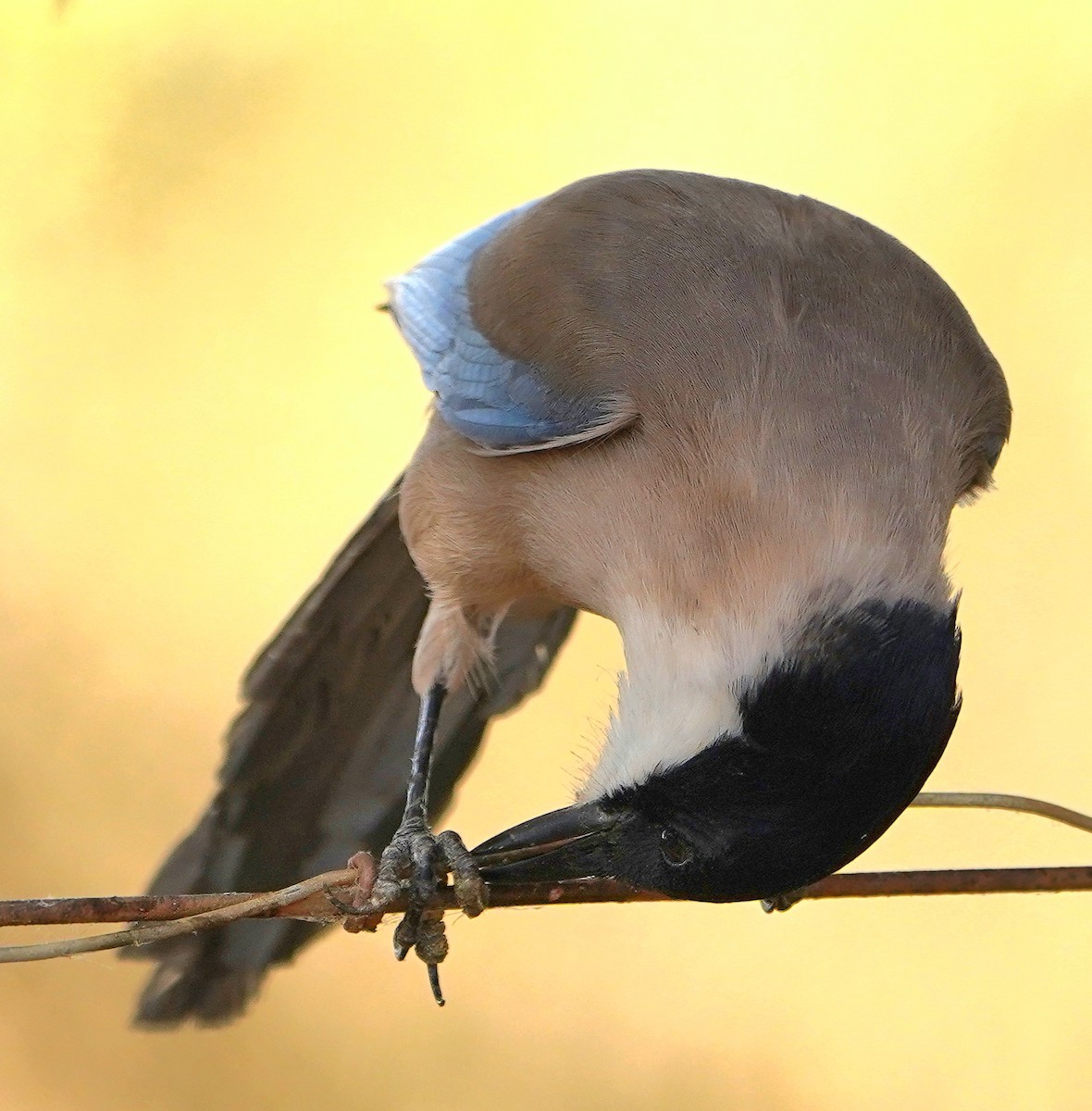 Iberian Magpie - ML637943949