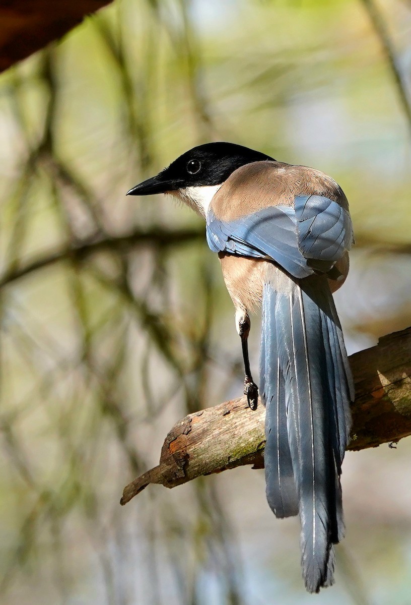 Iberian Magpie - ML637943950