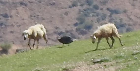 Helmeted Guineafowl (Domestic type) - ML637943974