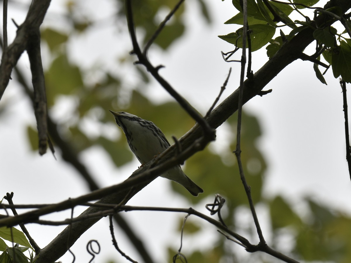 Blackpoll Warbler - ML637943998