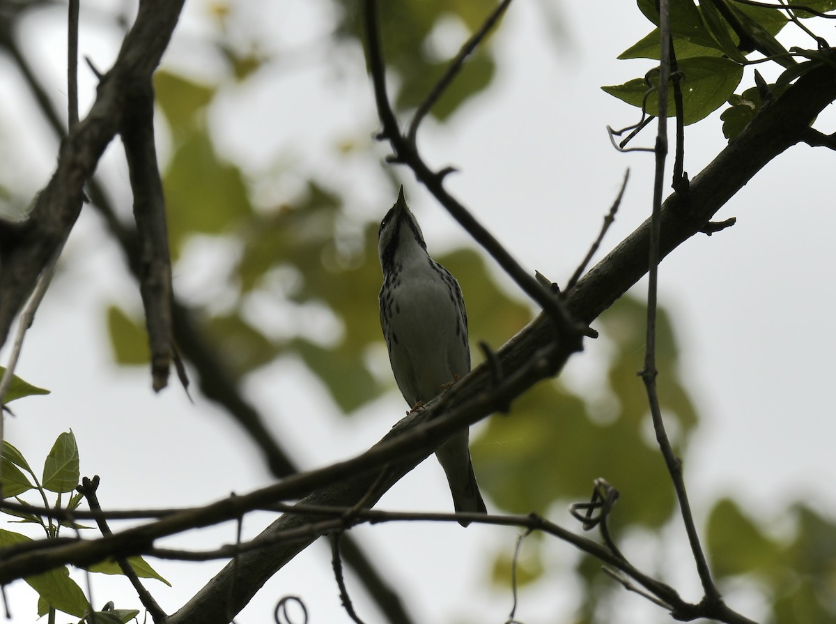 Blackpoll Warbler - ML637943999