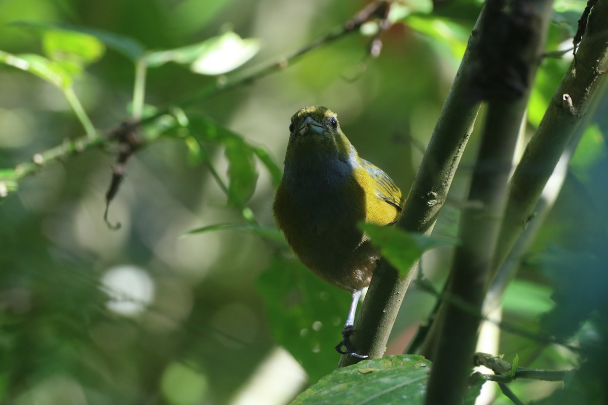 Chestnut-bellied Euphonia - ML637944004