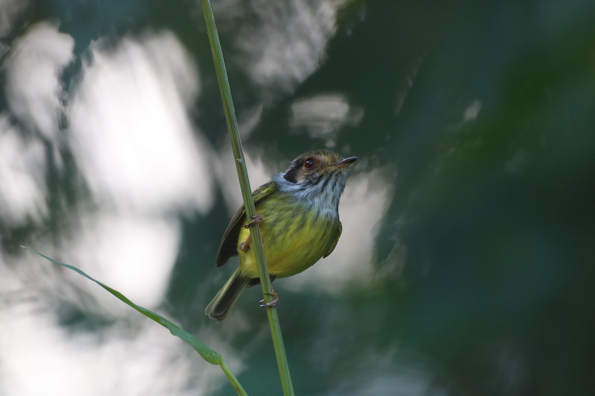 Eared Pygmy-Tyrant - ML637944011