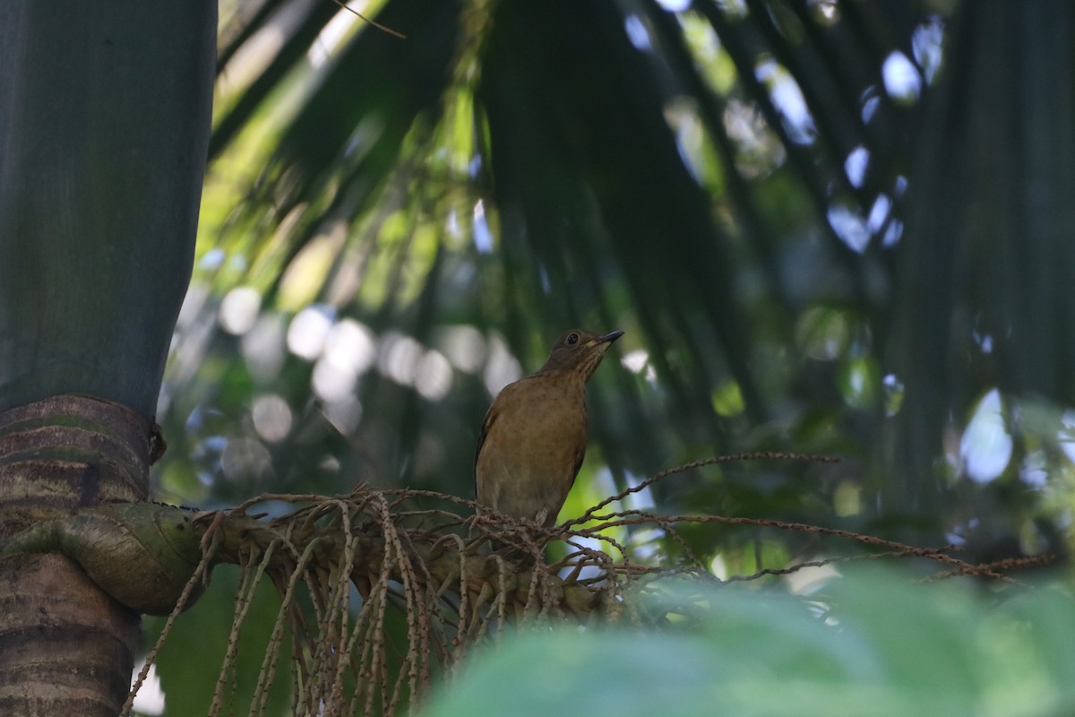 Yellow-legged Thrush - ML637944014
