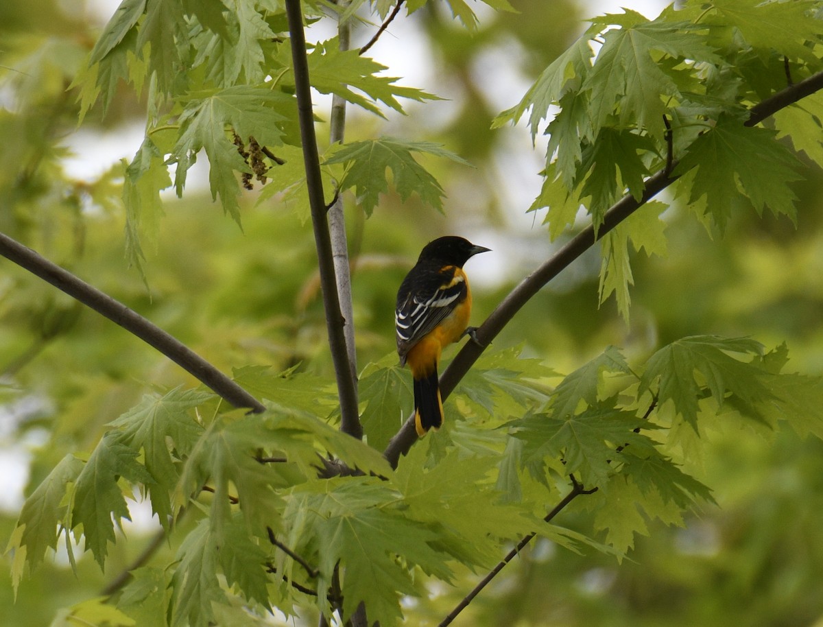 Baltimore Oriole - ML637944020