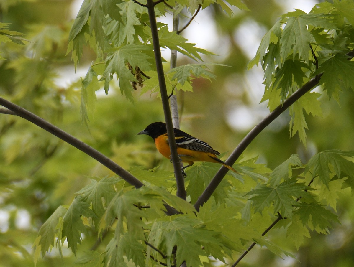 Baltimore Oriole - ML637944021