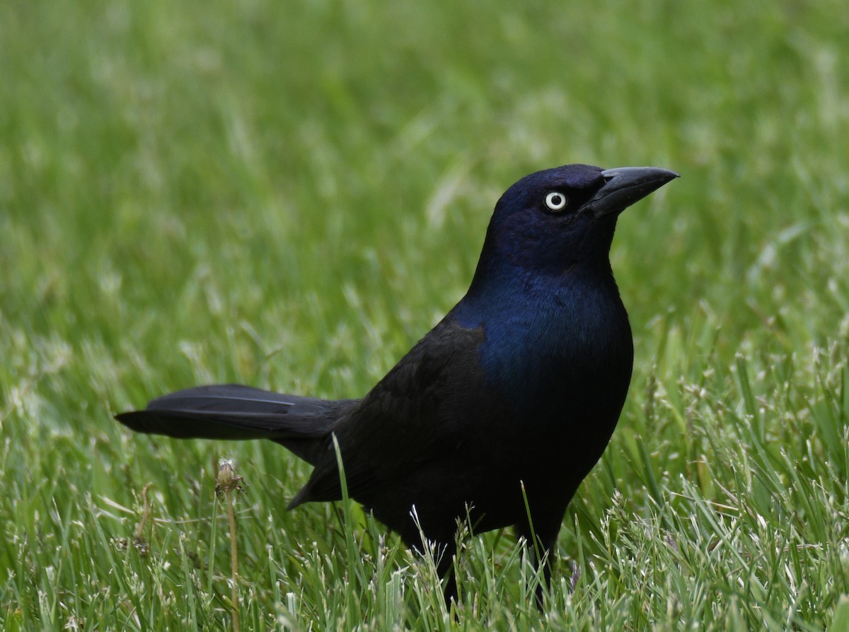 Common Grackle - ML637944099