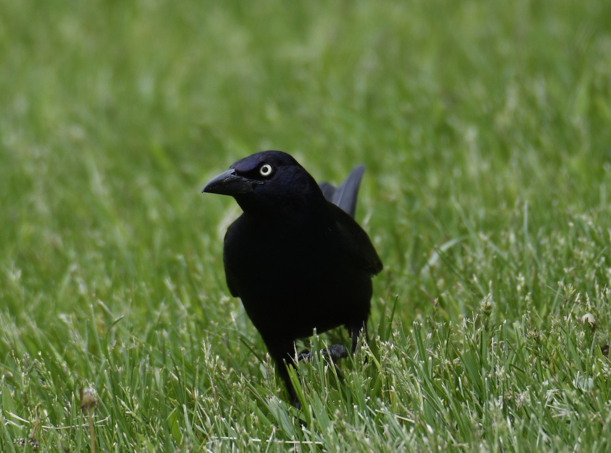 Common Grackle - ML637944100