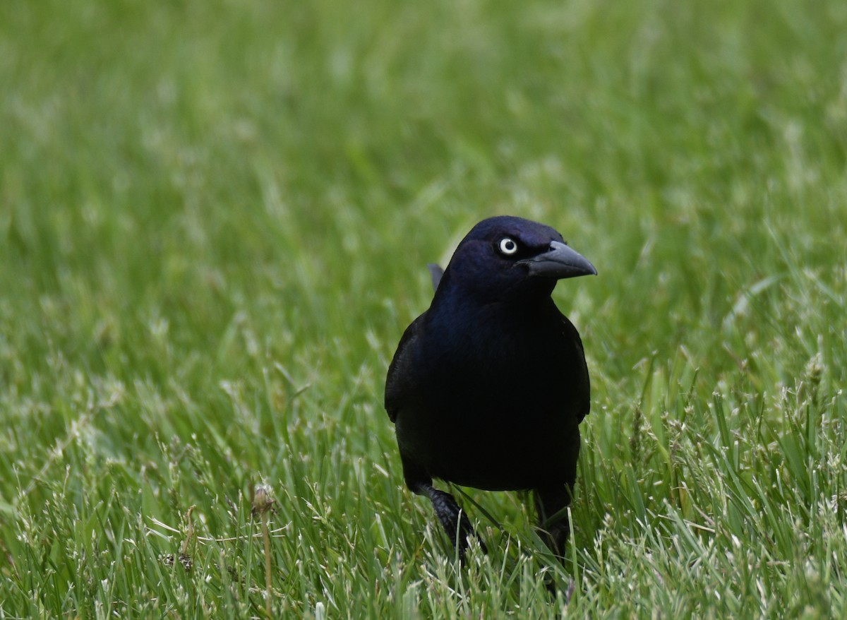 Common Grackle - ML637944101