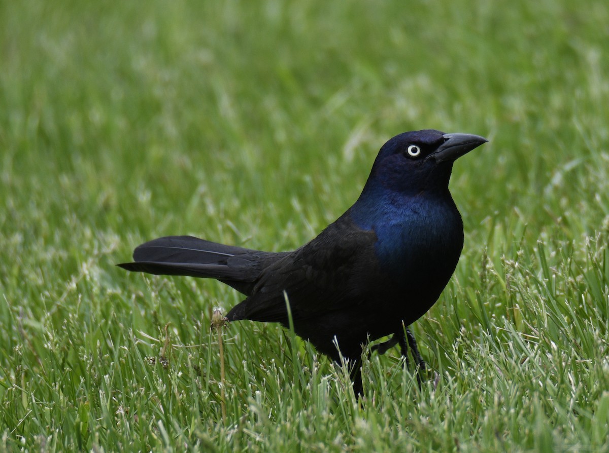 Common Grackle - ML637944103