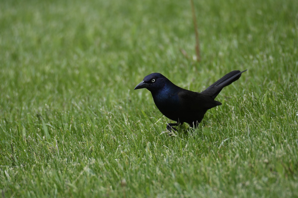 Common Grackle - ML637944107