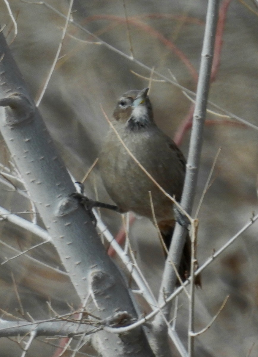 White-throated Cacholote - ML637944137