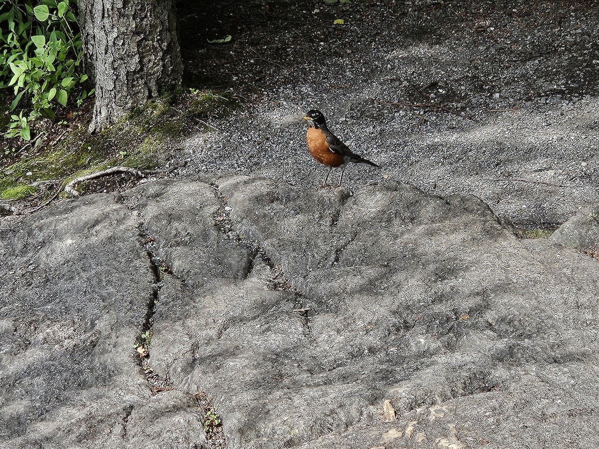 American Robin - ML637944146