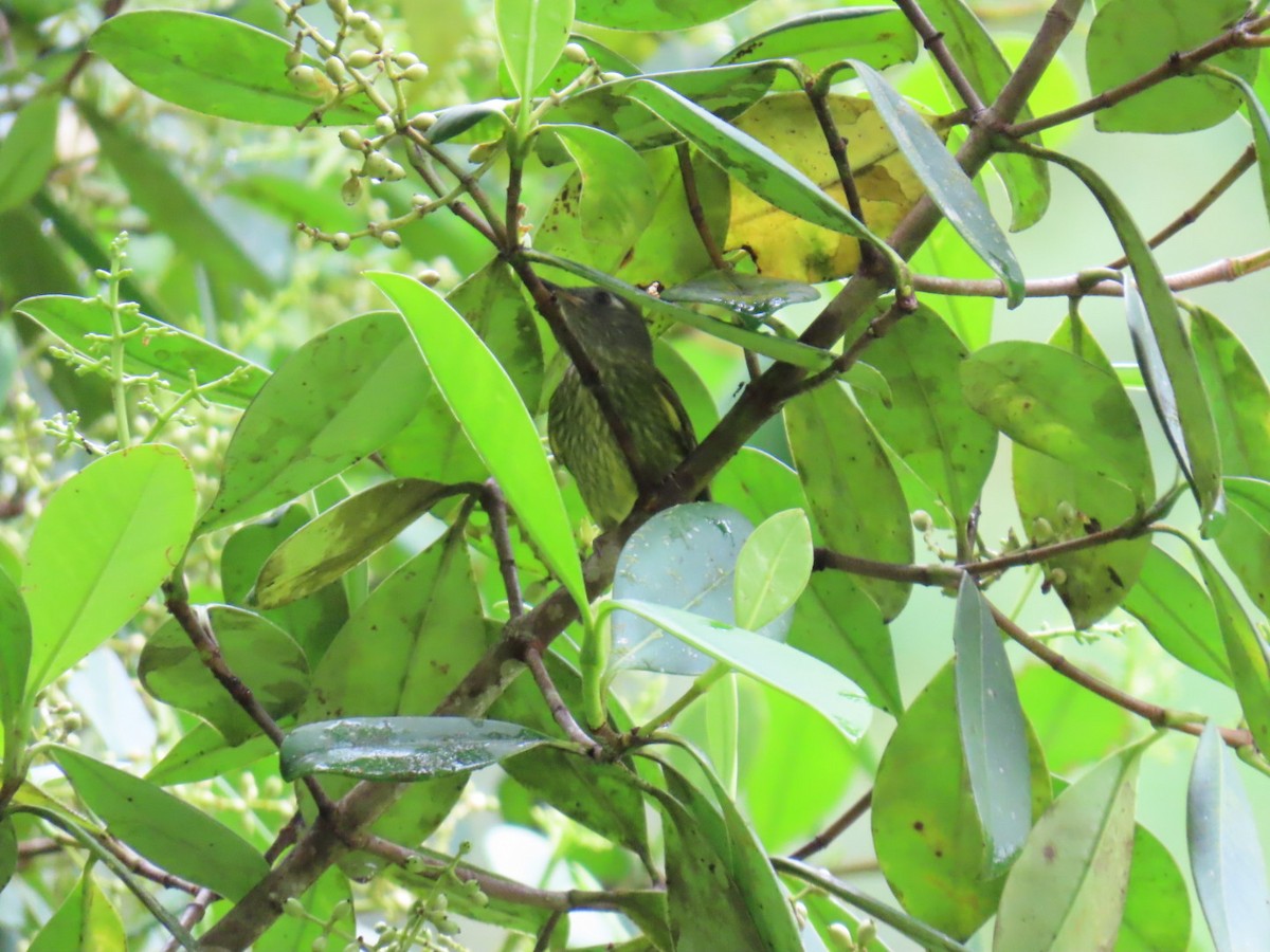 Olive-striped Flycatcher - ML637944152