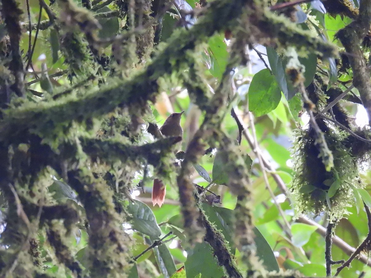 Red-faced Spinetail - ML637944157