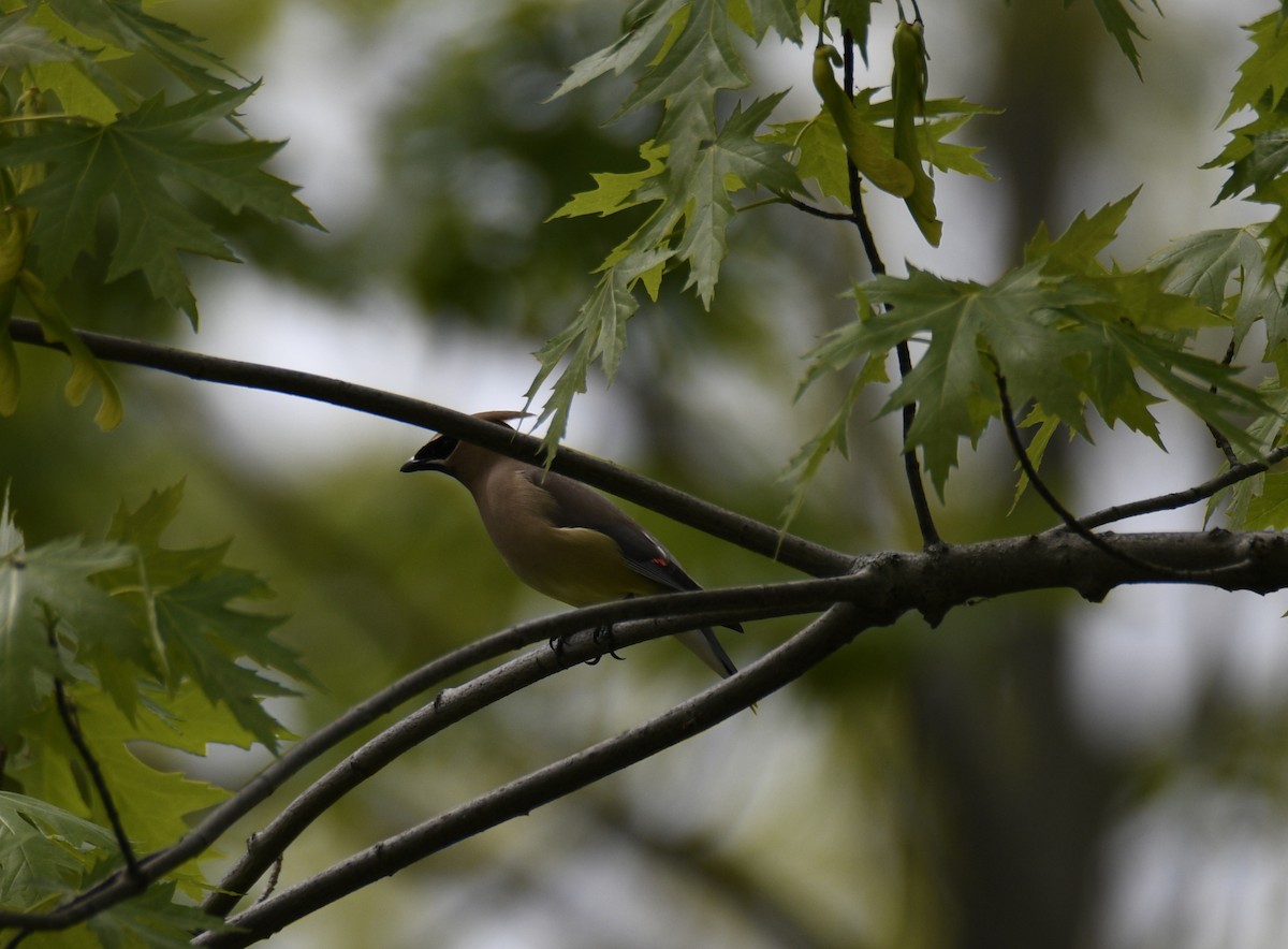 Cedar Waxwing - ML637944160