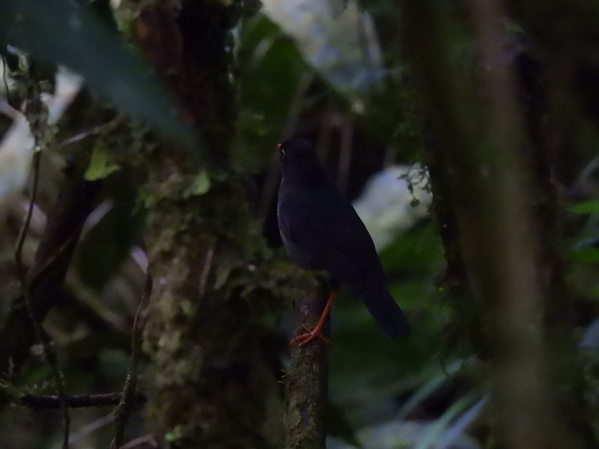Slaty-backed Nightingale-Thrush - ML637944161