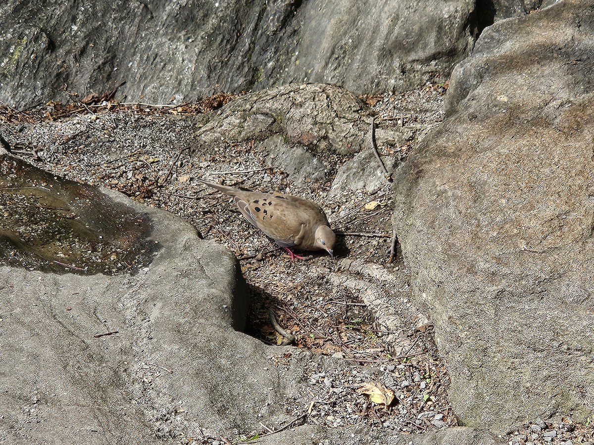 Mourning Dove - ML637944169