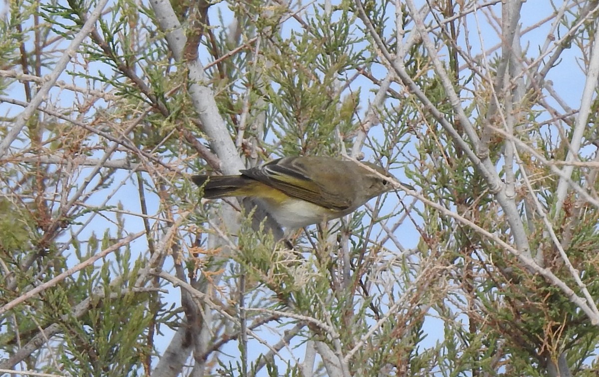 Western Bonelli's Warbler - ML637944178