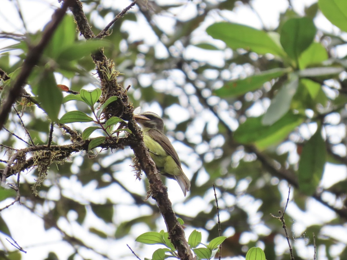 Golden-bellied Flycatcher - ML637944179