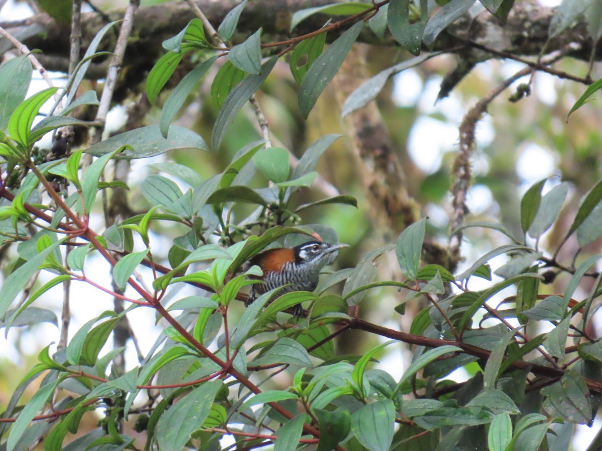 Bay Wren - ML637944182