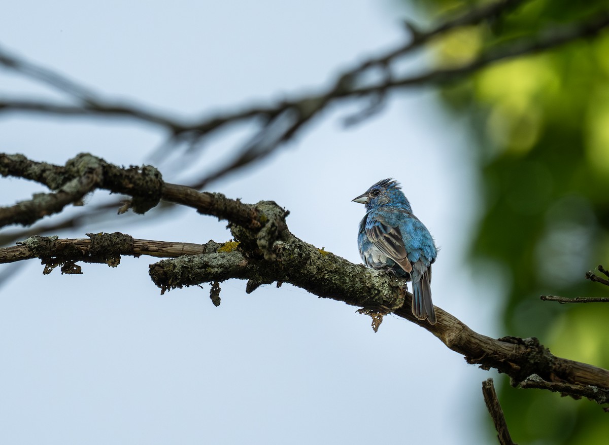 Indigo Bunting - ML637944184