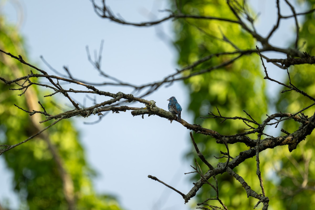 Indigo Bunting - ML637944185
