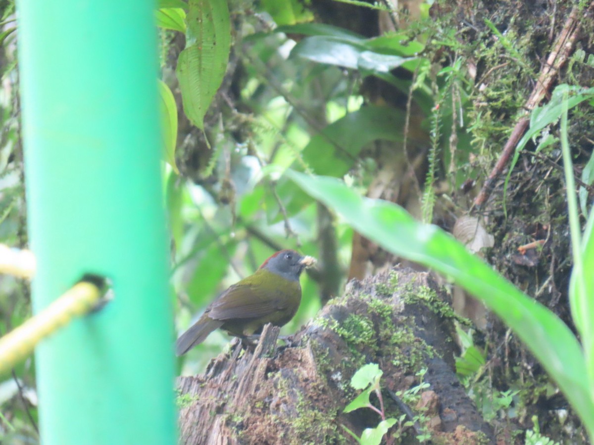 Olive Finch - ML637944198