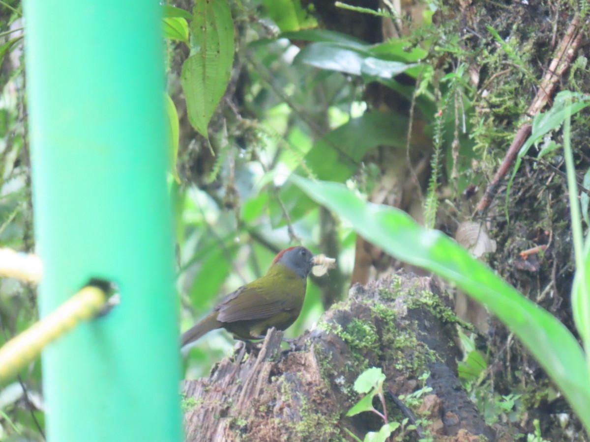 Olive Finch - ML637944202
