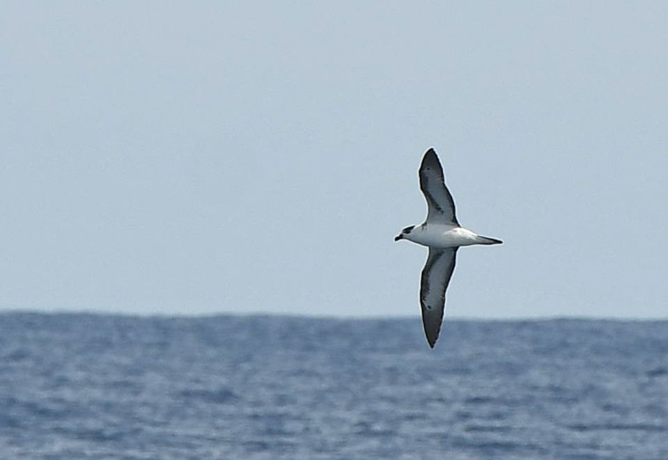 Black-capped Petrel - ML637944217