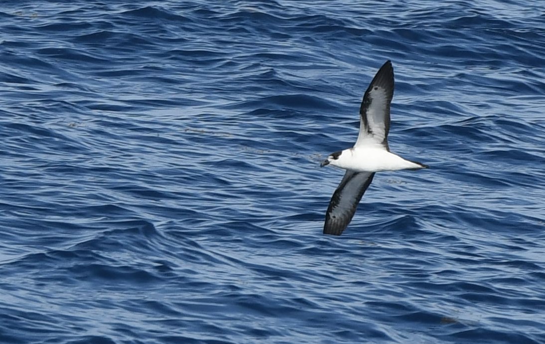 Black-capped Petrel - ML637944218