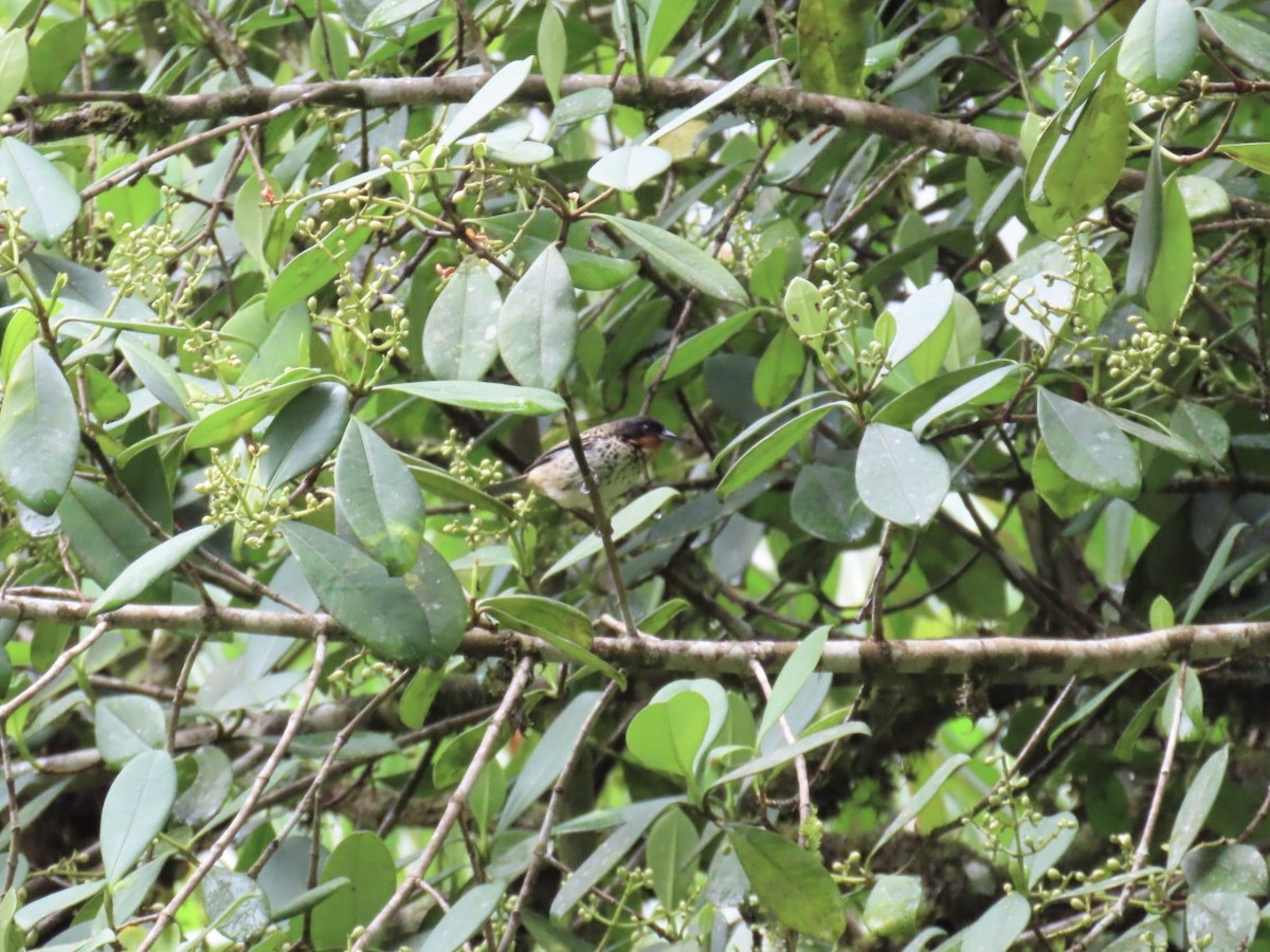 Rufous-throated Tanager - ML637944234