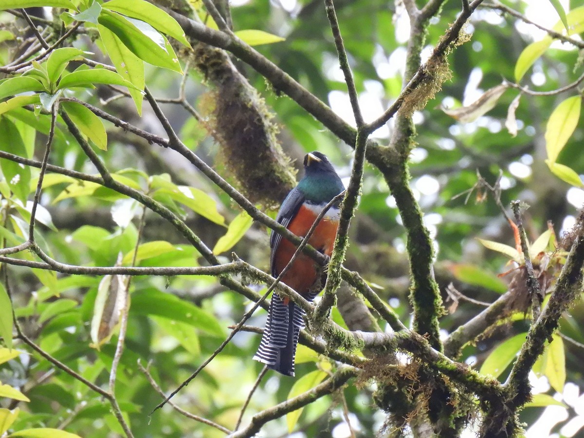 Collared Trogon - ML637944245