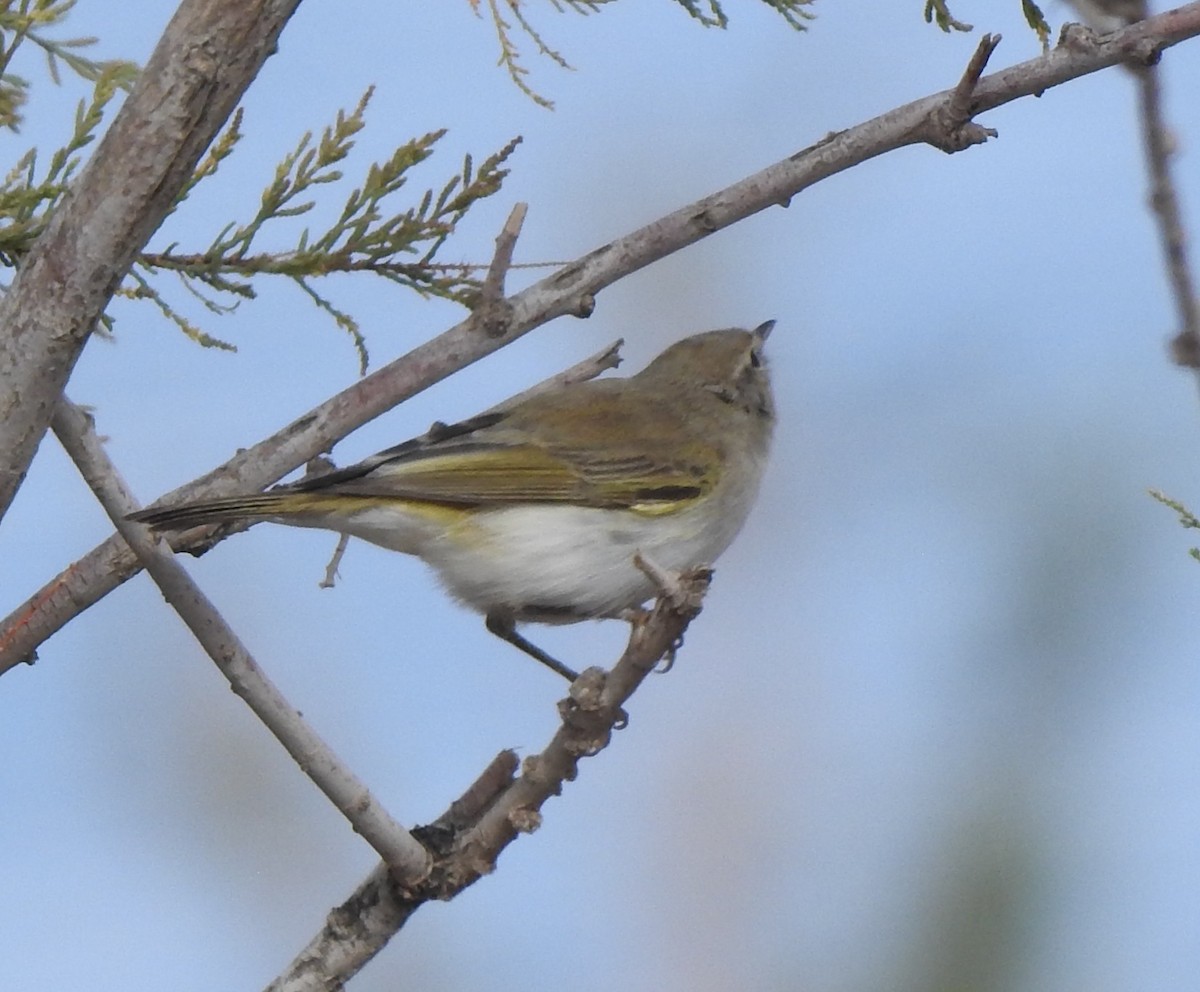 Western Bonelli's Warbler - ML637944263